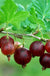 Black Velvet Gooseberry - Raintree Nursery