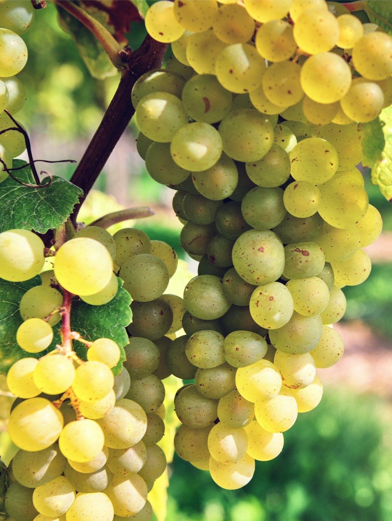 Table Grapes