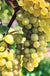 Interlaken Seedless Grape - Raintree Nursery