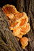 Chicken of the Woods Mushroom Dowels (100) - Raintree Nursery