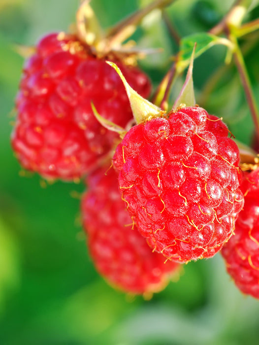 Sensational Summer Raspberry Bundle (6 Plants)