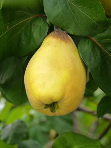 Van Deman Quince - Raintree Nursery
