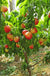 Nectar Babe Nectarine & Pix Zee Peach - Miniature - Raintree Nursery