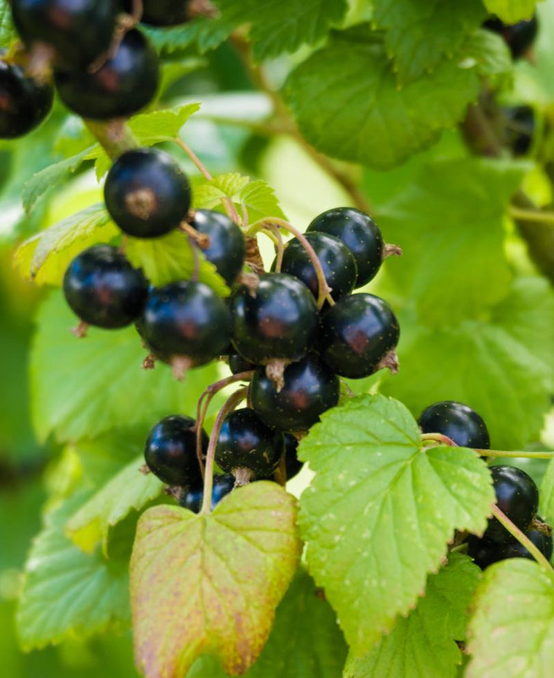 Otelo Black Currant - Raintree Nursery