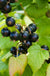 Otelo Black Currant - Raintree Nursery