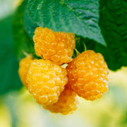 Anne Golden Raspberry - Raintree Nursery