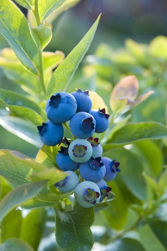 Blueray Blueberry - Raintree Nursery