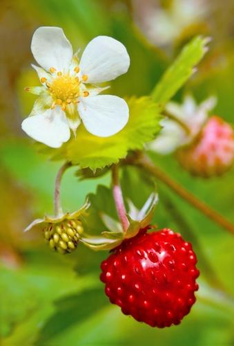 Profumata Musk Strawberry - Raintree Nursery