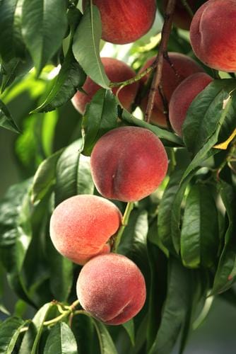 El Dorado Peach - Miniature - Raintree Nursery