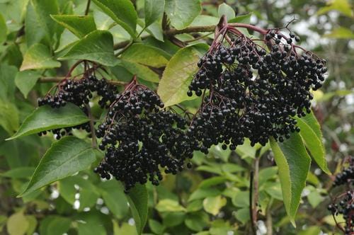 Nova Elderberry - Raintree Nursery