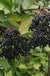 Nova Elderberry - Raintree Nursery