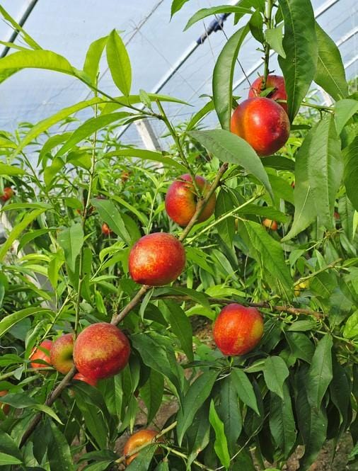 Hardired Nectarine - Raintree Nursery