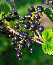 Boskoop Giant Black Currant - Raintree Nursery