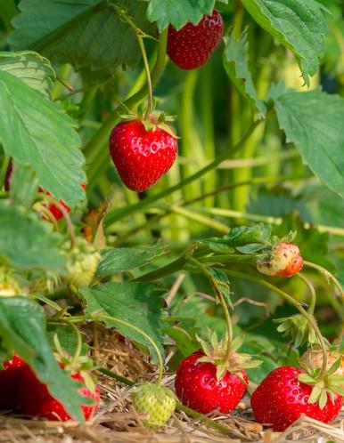 Benton strawberry - Raintree Nursery