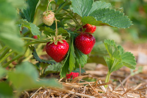 Benton strawberry-Berries-NorCal/Planasa-25 Bareroot Crowns-