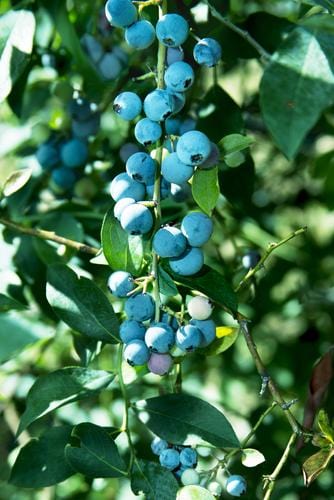 Sunshine Blue Blueberry - Raintree Nursery