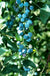 Sunshine Blue Blueberry - Raintree Nursery