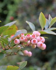 Pink Popcorn® Blueberry - Raintree Nursery