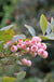 Pink Popcorn® Blueberry - Raintree Nursery