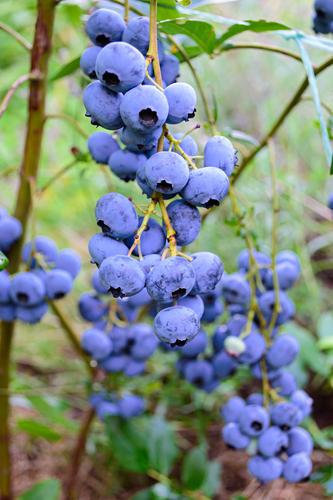 Bluegold Blueberry - Raintree Nursery