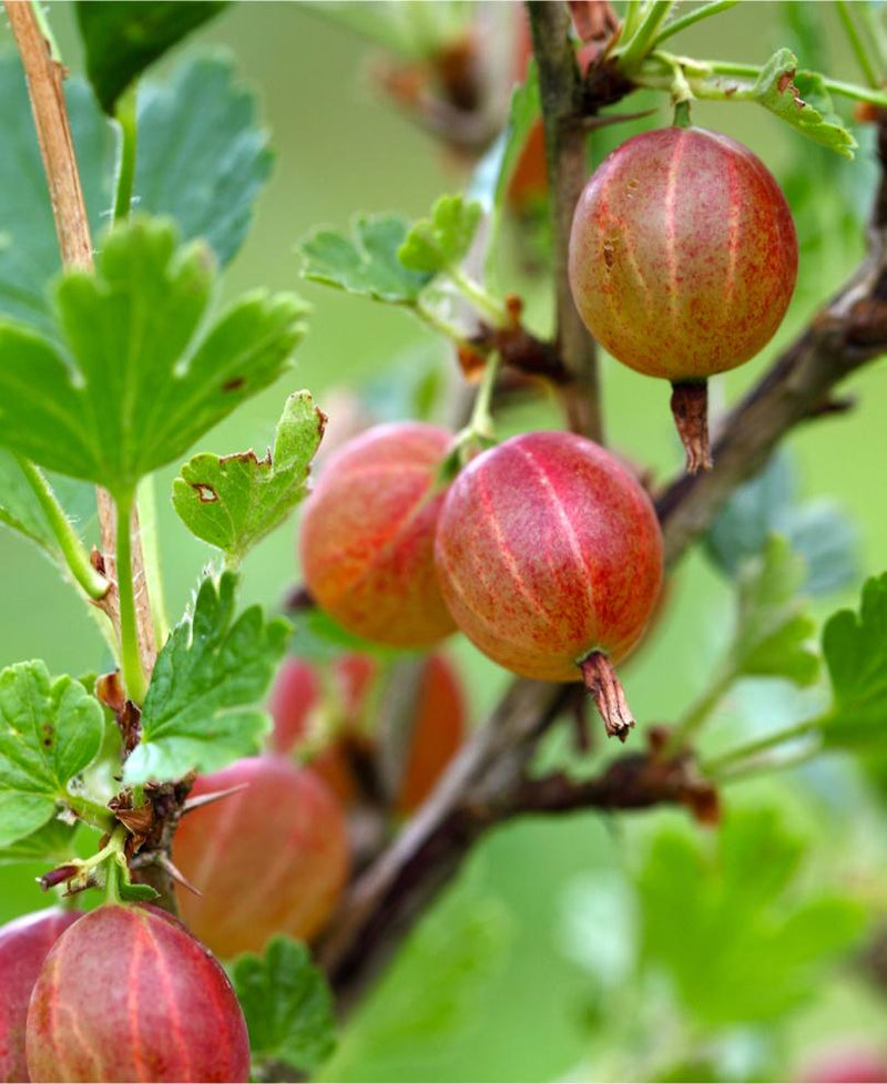 Jahn's Prairie Gooseberry - Raintree Nursery