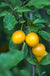 Mirabelle de Nancy European Plum-Fruit Trees-Biringer-Dwarf (4'-5')-