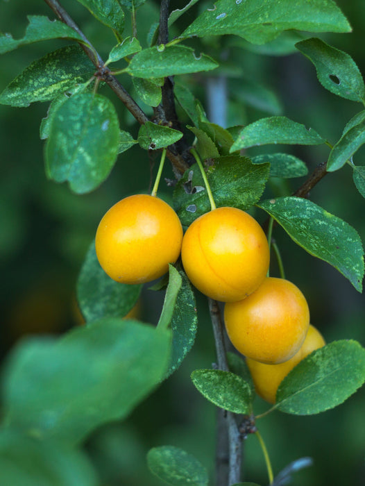 Mirabelle de Nancy European Plum-Fruit Trees-Biringer-Dwarf (4'-5')-