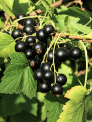Wellington XXX Black Currant - Raintree Nursery