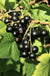 Wellington XXX Black Currant - Raintree Nursery