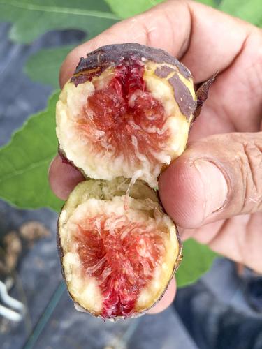 Hardy Chicago Fig - Raintree Nursery