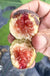 Hardy Chicago Fig - Raintree Nursery