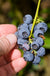 Northblue Blueberry - Raintree Nursery