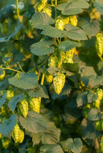 Sterling Hops - Raintree Nursery