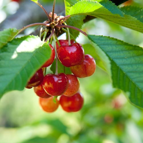 Kansas Sweet Cherry - Raintree Nursery