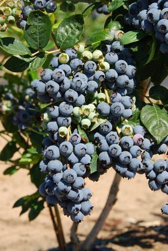 Bluecrop Blueberry - Raintree Nursery