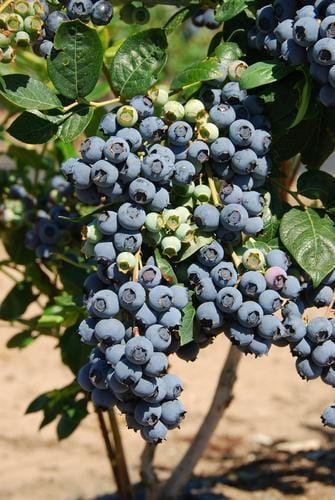 Bluecrop Blueberry - Raintree Nursery