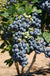 Bluecrop Blueberry - Raintree Nursery