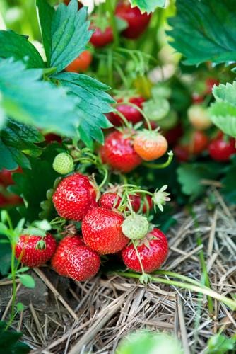 Capron Musk Strawberry - Raintree Nursery
