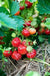 Capron Musk Strawberry - Raintree Nursery