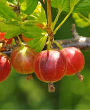 Captivator Gooseberry - Raintree Nursery