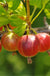 Captivator Gooseberry - Raintree Nursery