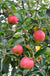 Foxwhelp Cider Apple - Raintree Nursery
