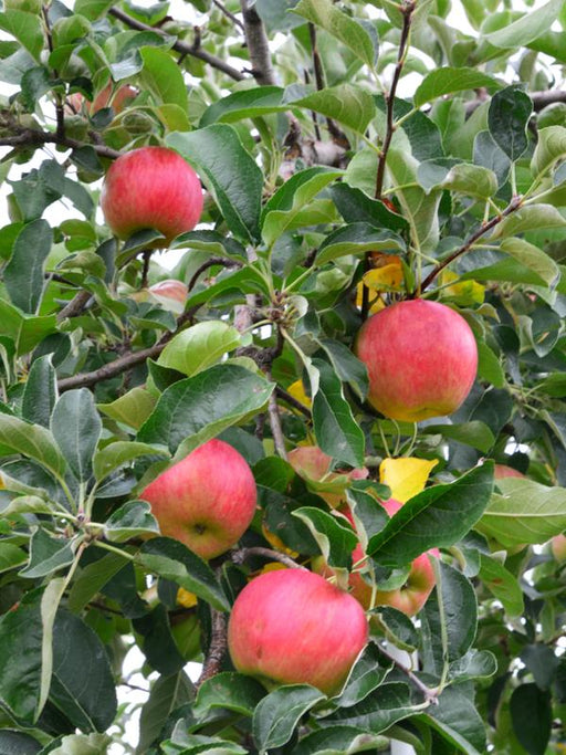 Foxwhelp Cider Apple - Raintree Nursery
