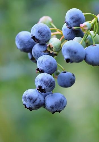 Bushel and Berry® Perpetua® Blueberry - Raintree Nursery