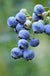 Bushel and Berry® Perpetua® Blueberry - Raintree Nursery