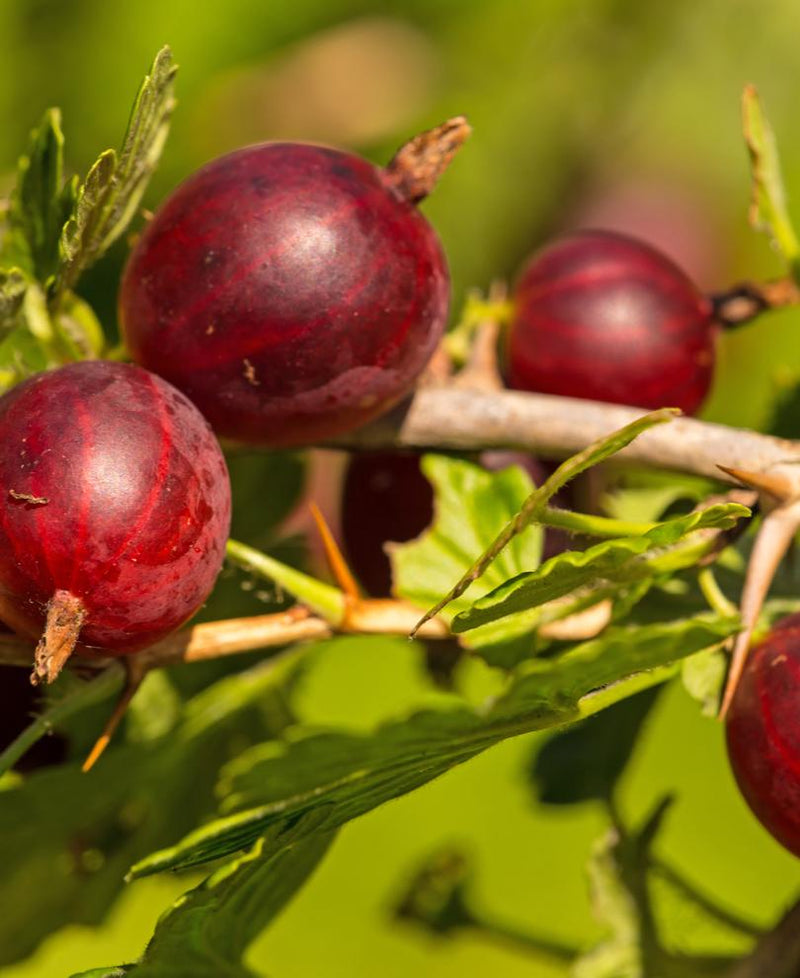 Hinnomaki Red Gooseberry - Raintree Nursery