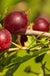 Hinnomaki Red Gooseberry - Raintree Nursery