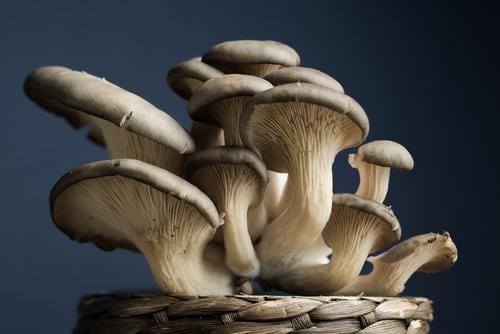 Oyster Mushroom Dowels (100) - Raintree Nursery