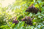 Haschberg Elderberry - Raintree Nursery
