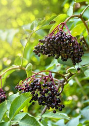 Sampo Elderberry - Raintree Nursery